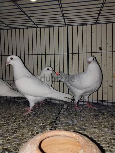 حمام لاحم فرنساوى