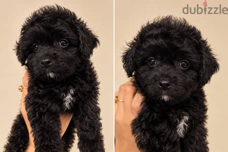 Maltipoo puppies