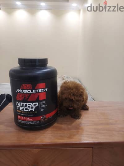 كلب بودل احمر غامق Dark red Poodle
