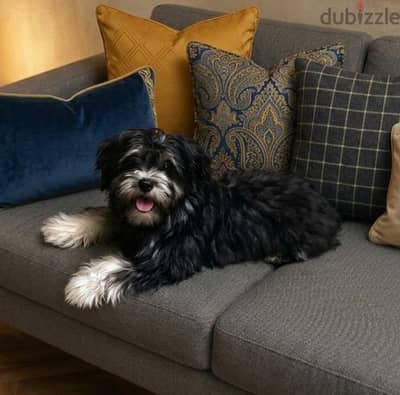 Havanese puppies