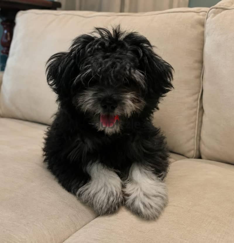 Havanese puppies 2