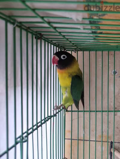 برسوناتا