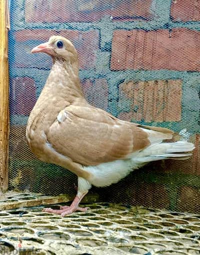 زغاليل زاجل إسباني