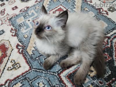 Extremely Affectionate Ragdoll Cat قط راغدول