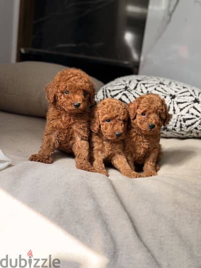 Poodle puppy toypoodle بودل