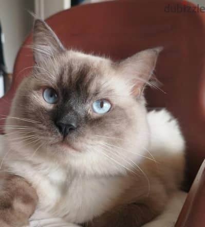 قطة راجدول ragdoll cat