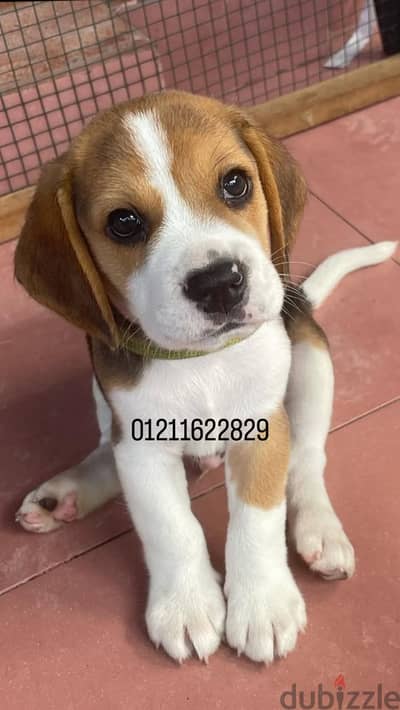 Beagle puppies اجمل جراوي بيجل