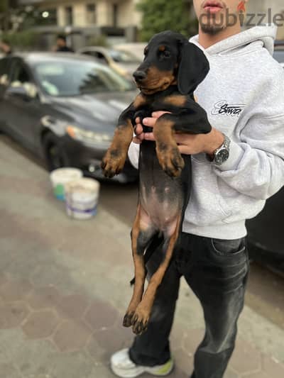 Doberman دوبرمان