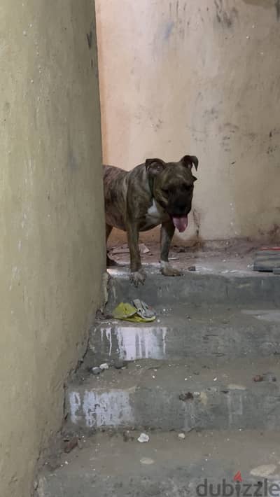 بيتبول بولي