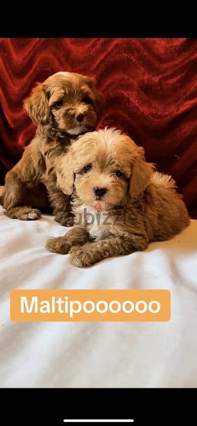 Maltipoo