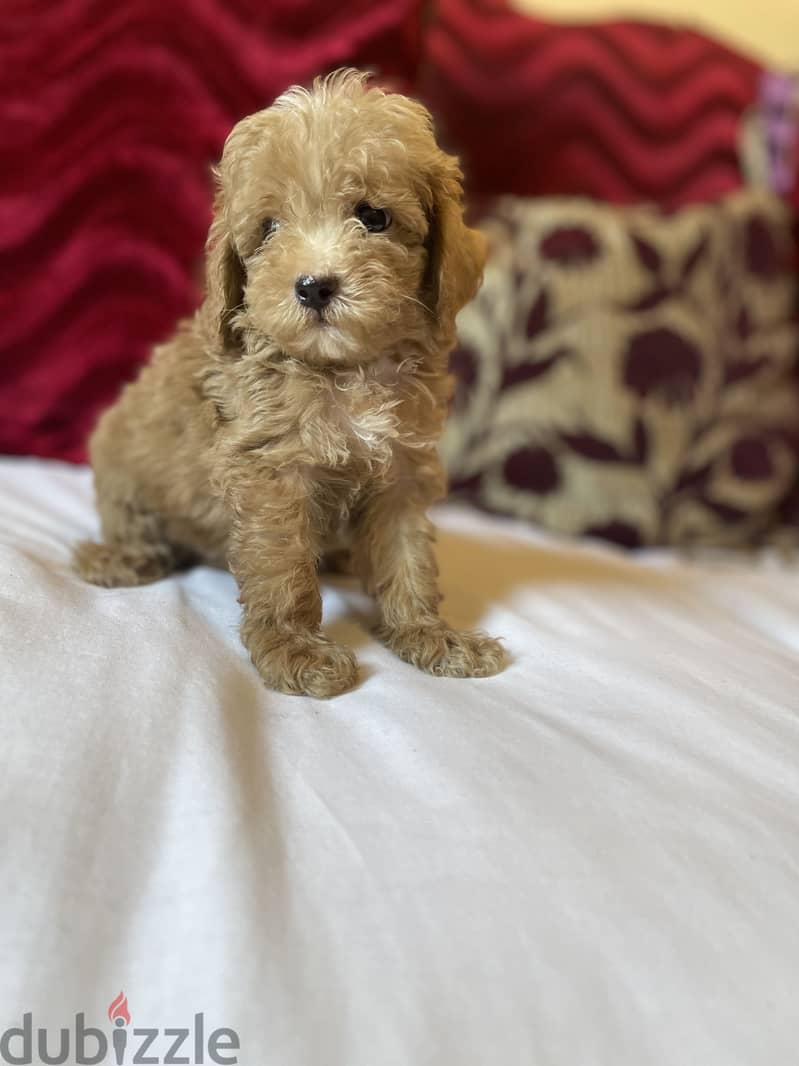 Maltipoo 1