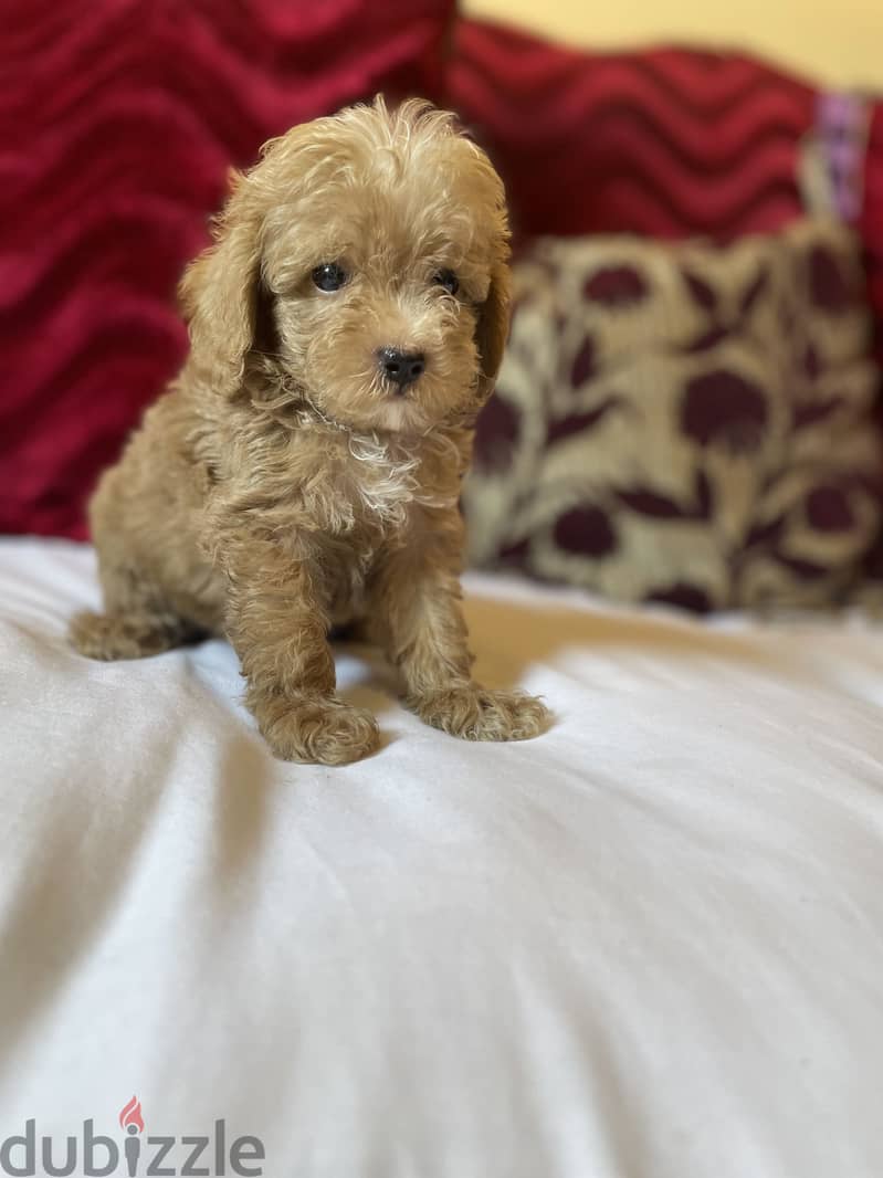 Maltipoo 2