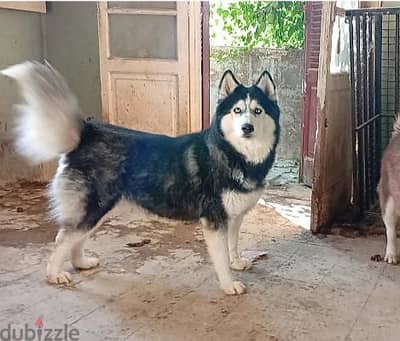 Siberian husky female extra long hair انثي هاسكي لونج هير حجم سوبر