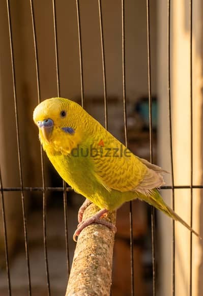 عصفور بادجي أصفر مميز للبيع 