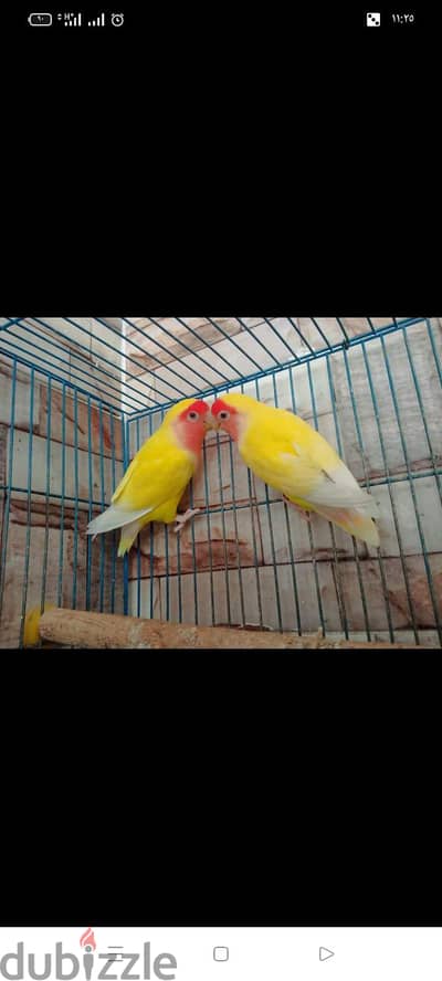 قص روز لاتيني شغل العشرين فيصل 01146982262