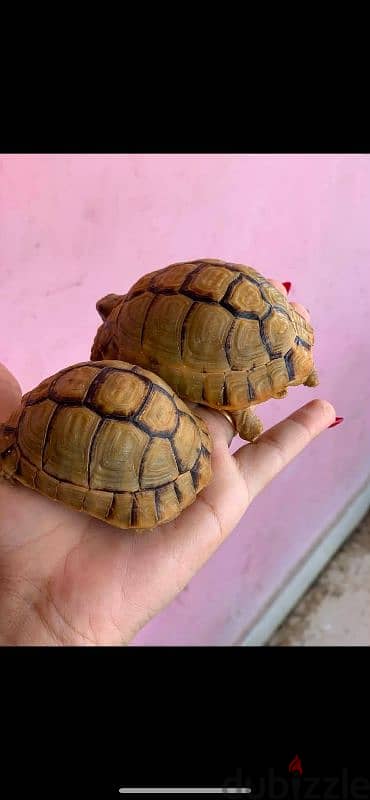 سلاحف صحراوي
