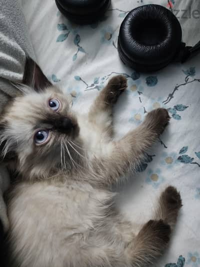 Extremely Affectionate Ragdoll Cat قط راغدول
