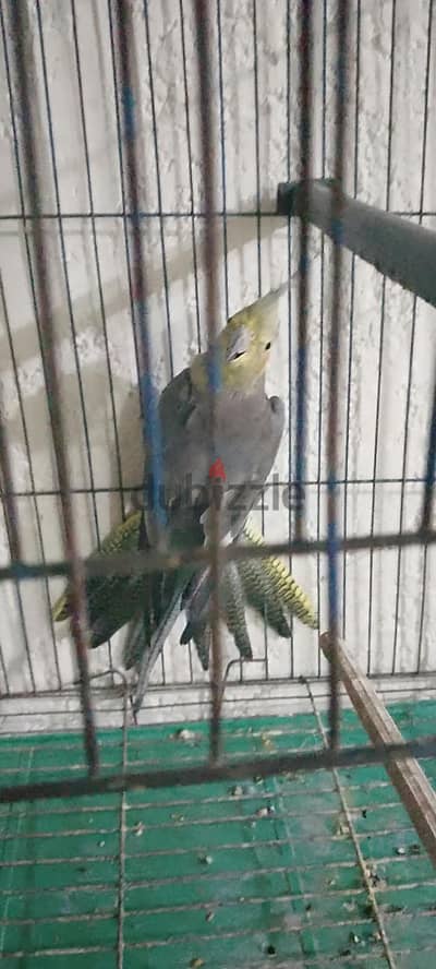 متاح نتايه شغاله حبشي