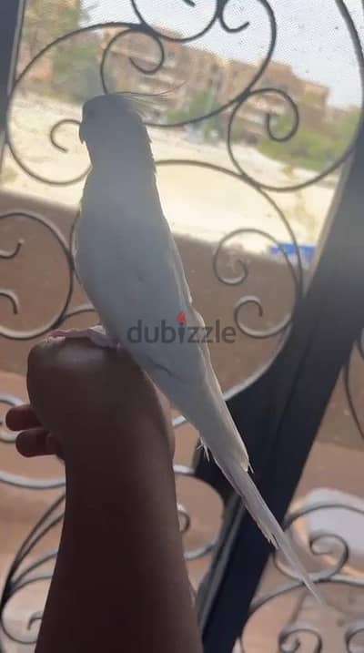 متاح دكر اللبينو هادئ جدا