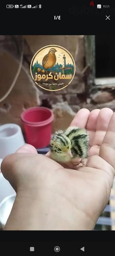 دفعة سمان هجين  عمر يوم   اقرأ الوصف