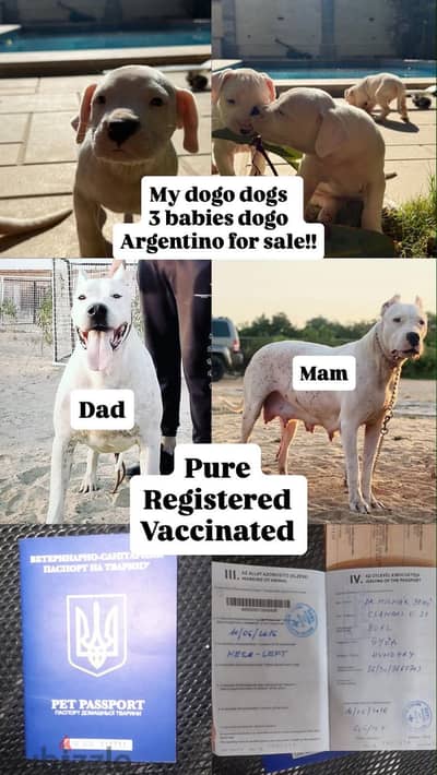 Dogo argantino pure babies - جراوي دوجو ارجنتينو
