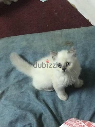بيع قطط