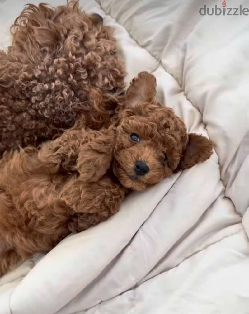 Poodle 1
