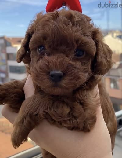 Teq cup poodle