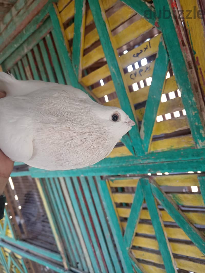 bahaa 1