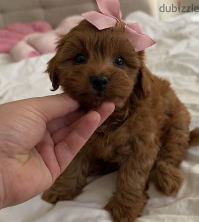 Poodle _ maltipooooo_poodle