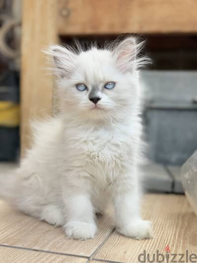 Pure ragdoll kitten 80 days/ قطة راغدول بيور عمر ٨٠ يوم