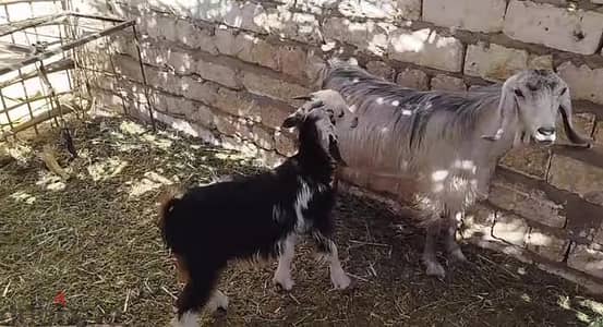 معزه عشار