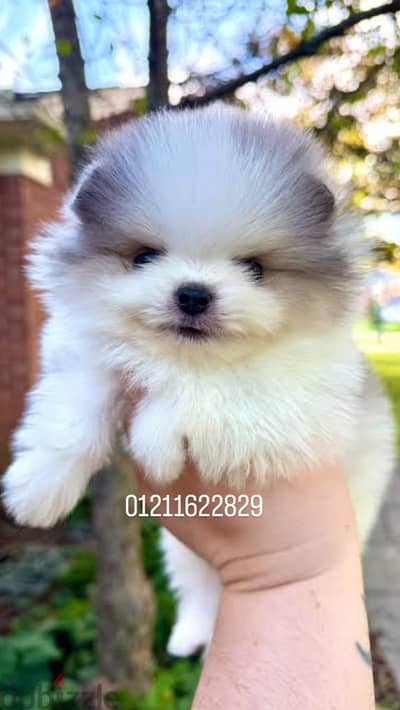 Pomeranian puppies