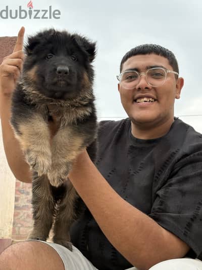 German shepherd