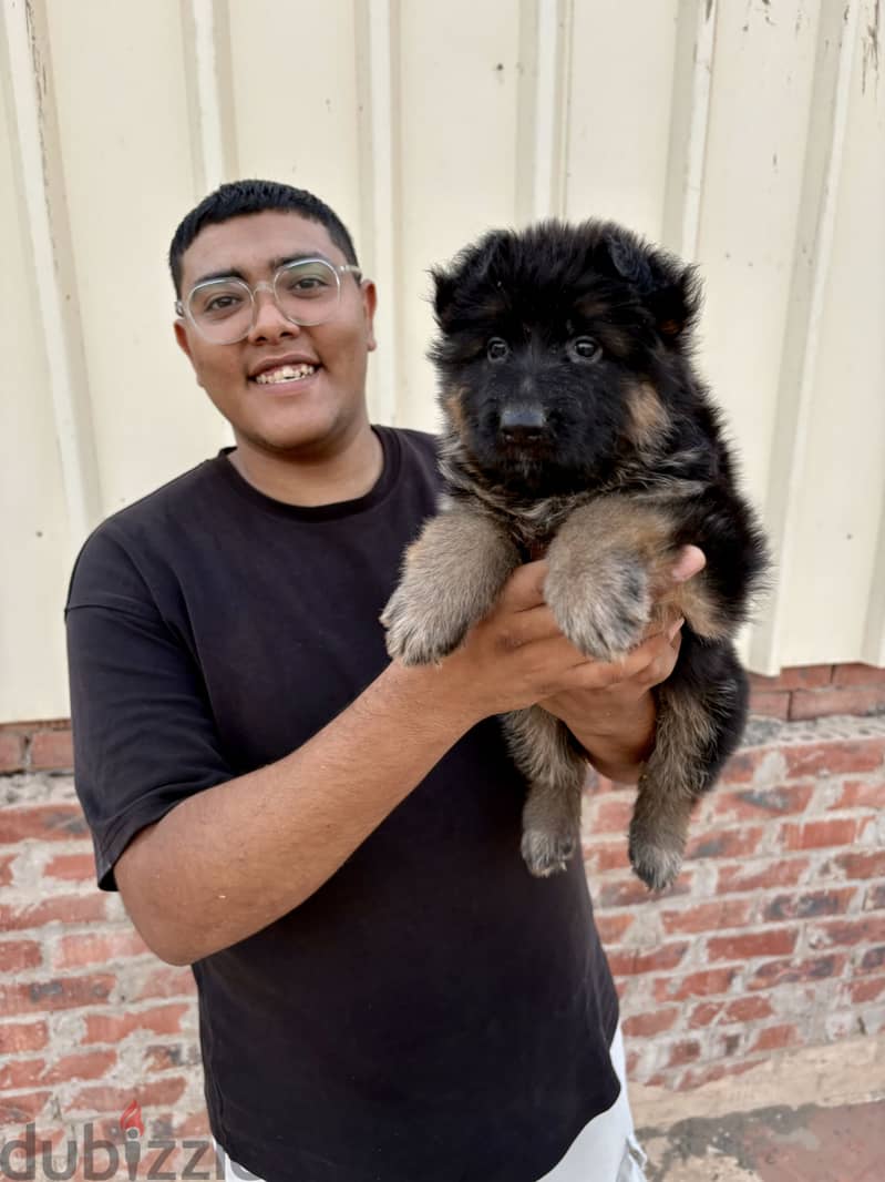 German shepherd 1