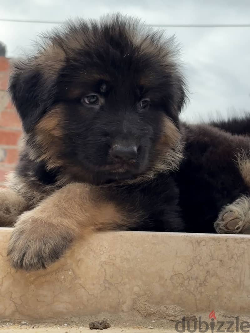 German shepherd 3