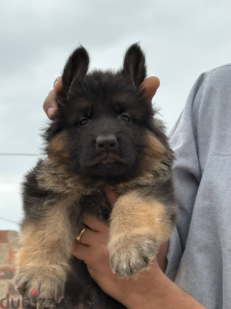 German shepherd 4