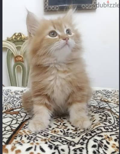 قط شيرازي 55 يوم يرجي الاتصال علي 01094843595