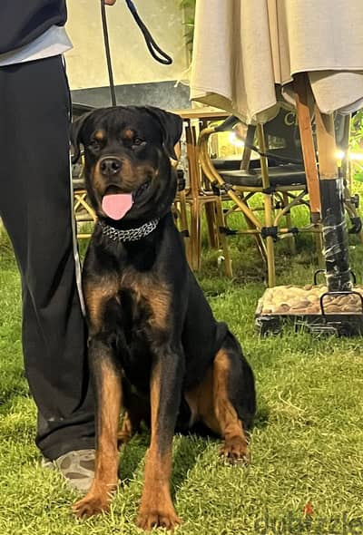 Rottweiler