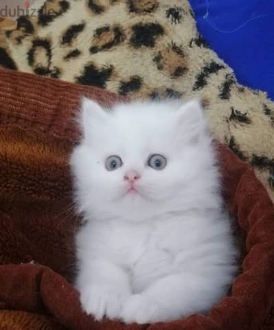كيتن هيمالايا بيور ٥٥يوم  male female