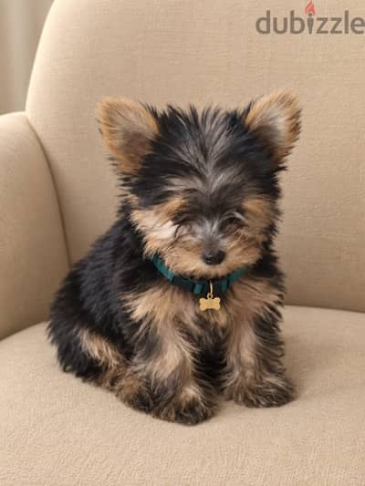 يورك شاير Yorkshire Puppies للبيع – 4 بنات و3 ولاد