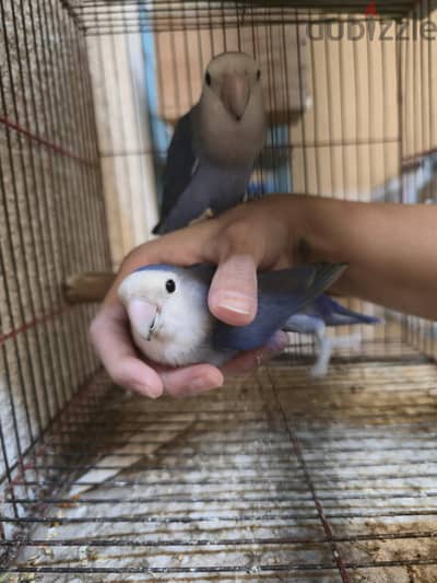 شباب روز