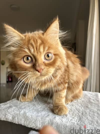 Himalayan mix kitten