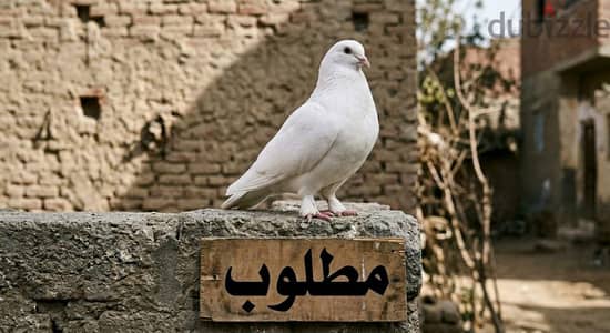 مطلوب