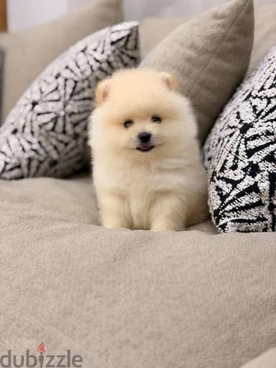 Pomeranian Puppies Available Now!