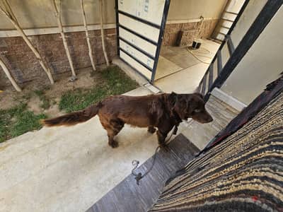 free: grooming male micoshiped lab free for adoption