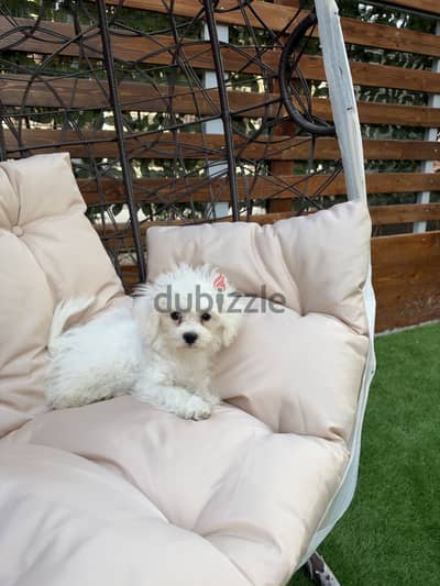 Bichon Frise Puppy