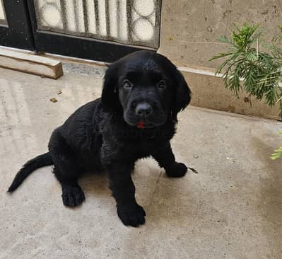 black labrador/golden (goldador) female puppy for sale