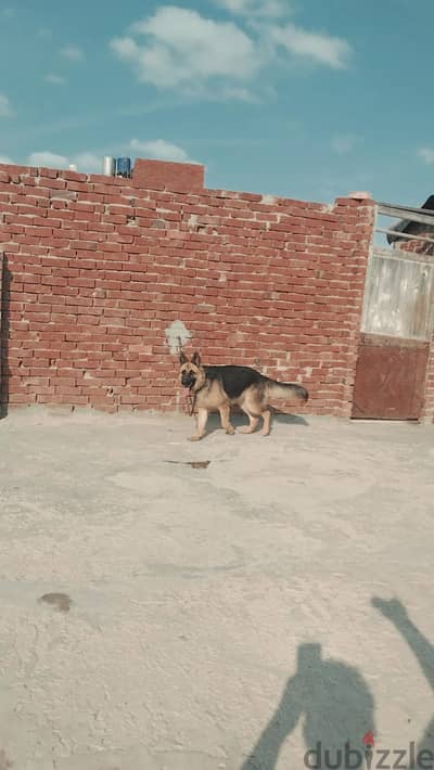 شبايه عمر 14 شهر