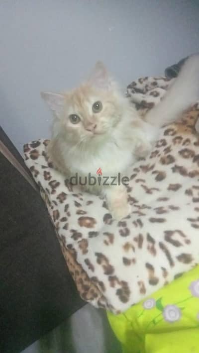 بنت حنين لتبني اسكندريه